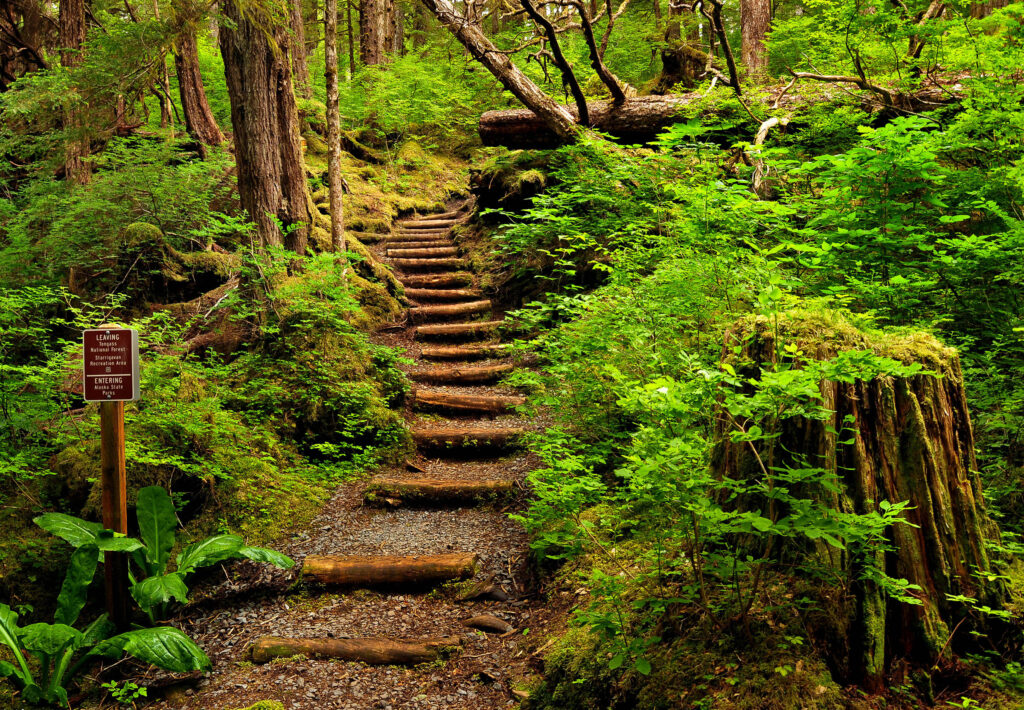 A photo of wooden stairsteps leading upward on Mosquito Cove Trail.