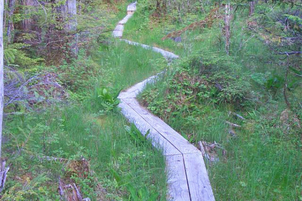 mtedgecumbe trail 4