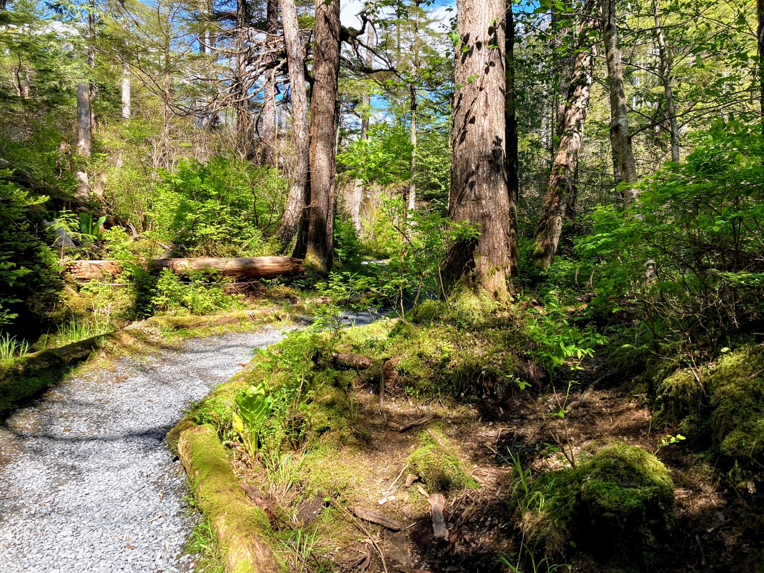 A wooded section of forest along the Thimbleberry/Heart Lake Trail.